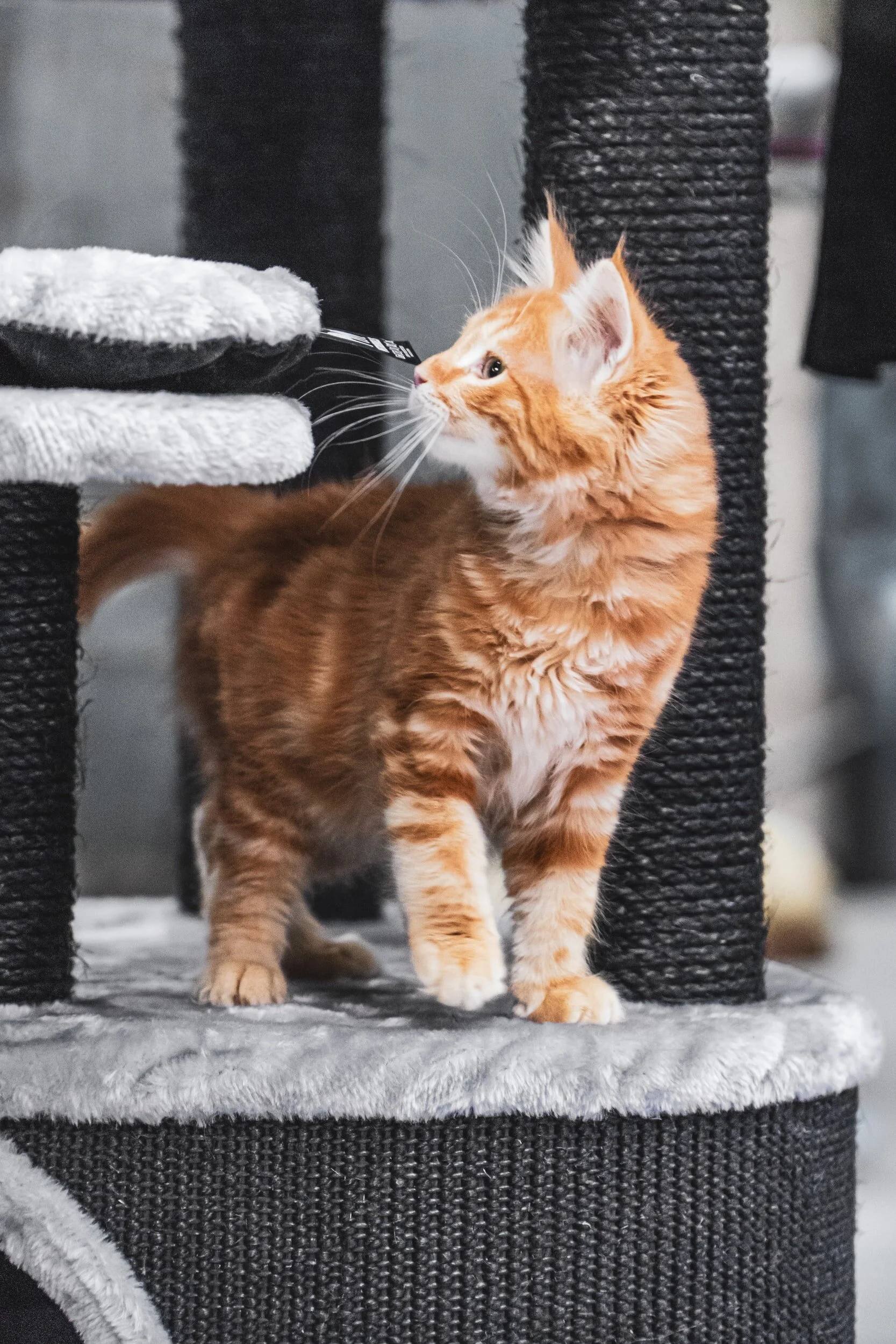 How to stop your cat scratching couch and carpet Woofpurnay Veterinary Hospital Professional compassionate care Emergency Vet
